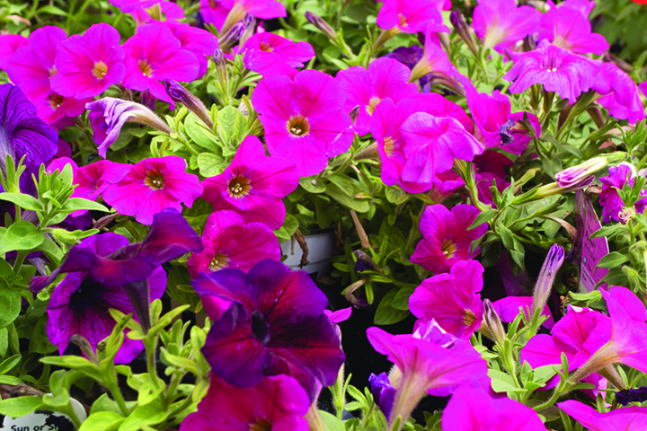 Pied Piper Plant Sale Friday and Saturday | News, Sports, Jobs - Vimarsana News
